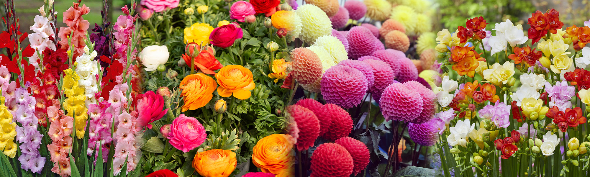 WILLEMSE-TAGE BLUMENZWIEBELN: Bis zu 50%