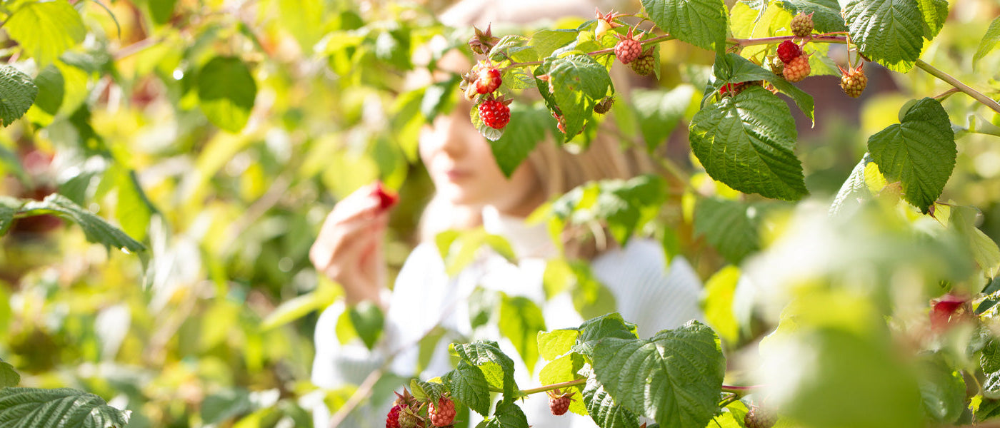 Alles für einen essbaren Garten