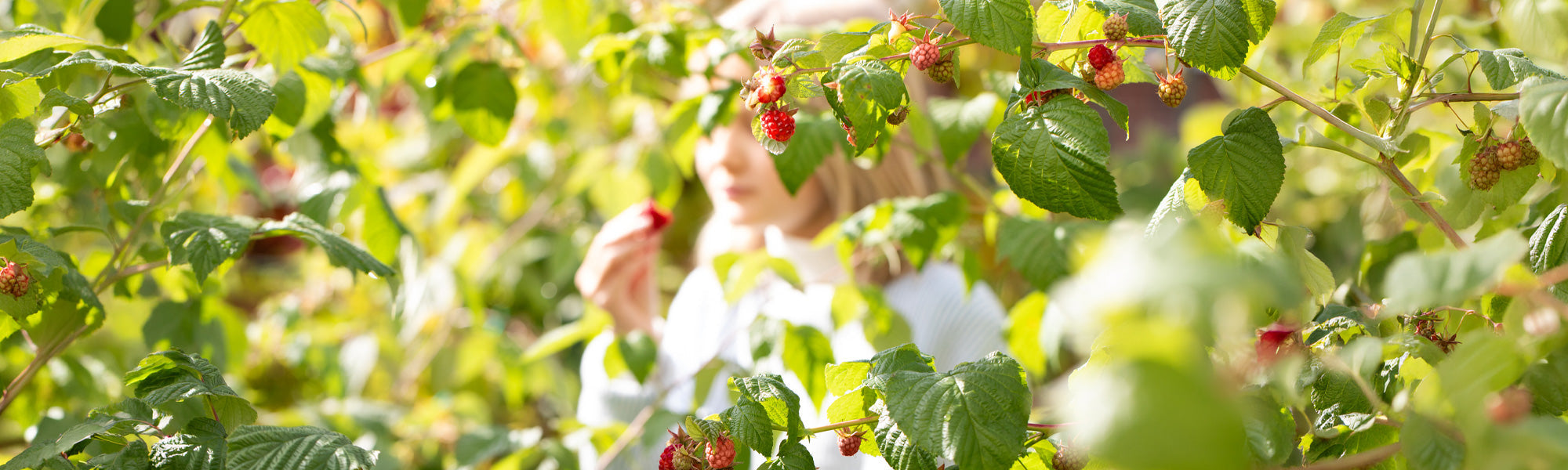 Alles für einen essbaren Garten