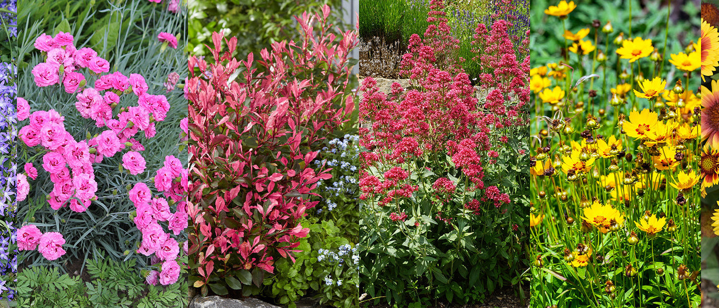 Bunter Garten: der zweite mit 30 % Rabatt!