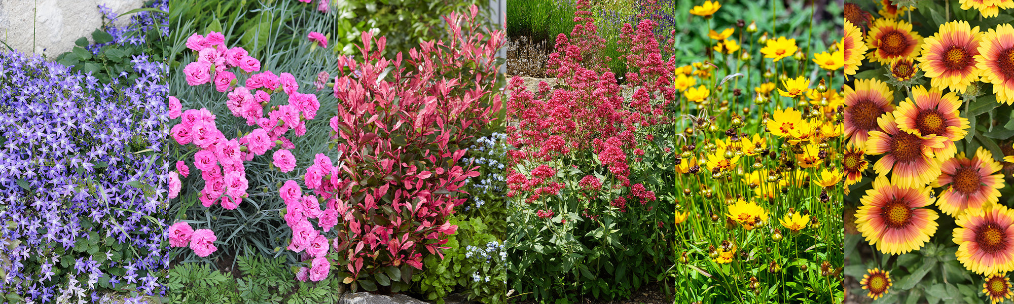 Bunter Garten: der zweite mit 30 % Rabatt!