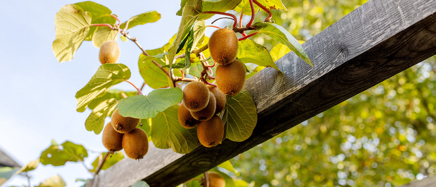 Gourmet-Garten bis zu 30 % Rabatt!