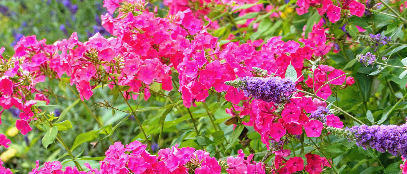 Duftender Garten der zweite mit 30 % Rabatt