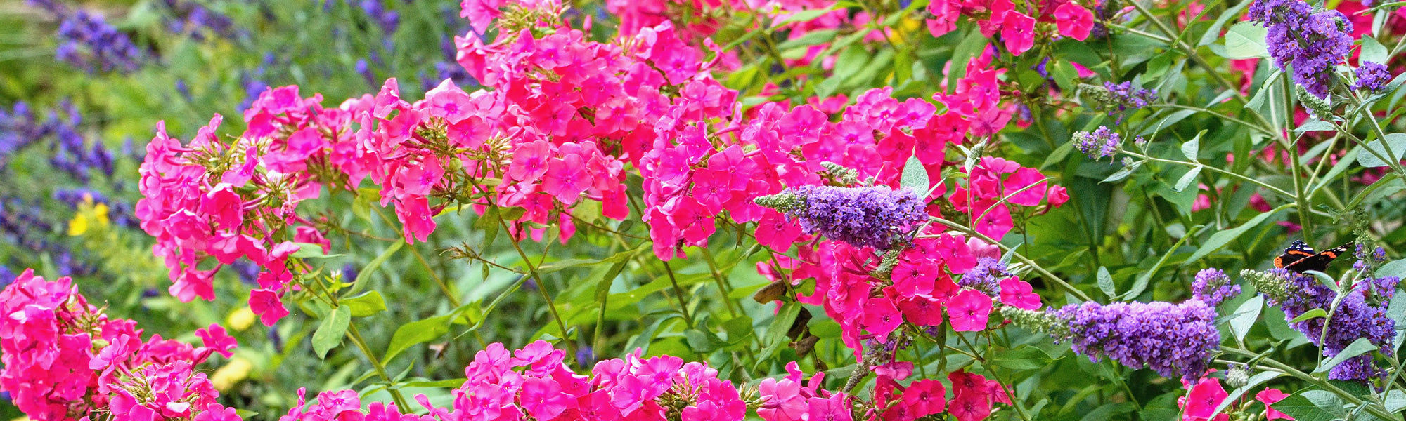 Duftender Garten der zweite mit 30 % Rabatt