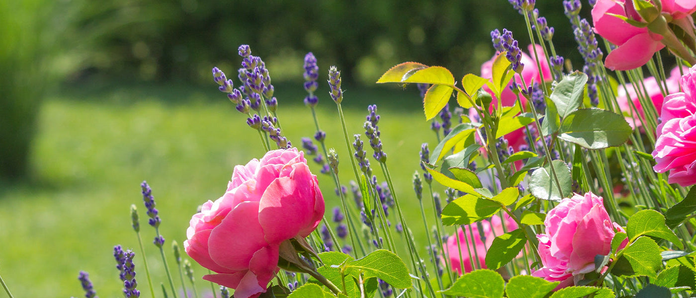 Gartenmoment bis zu -20% ab 75€