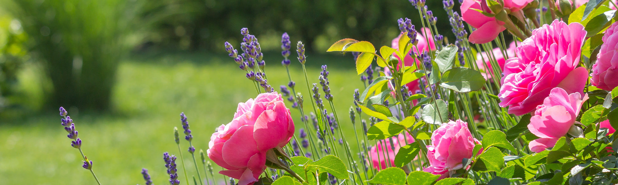 Gartenmoment bis zu -20% ab 75€