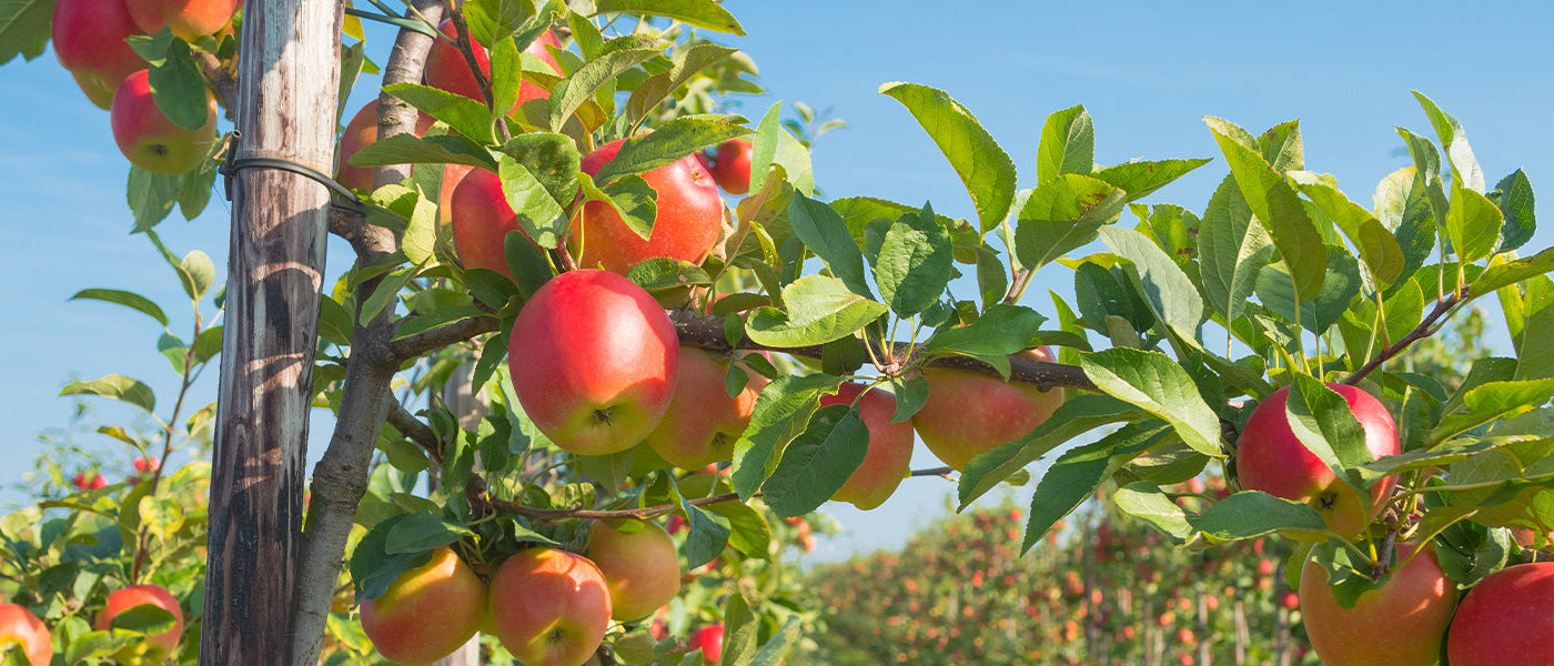 Der Obstgarten feiert bis zu 30 % Rabatt