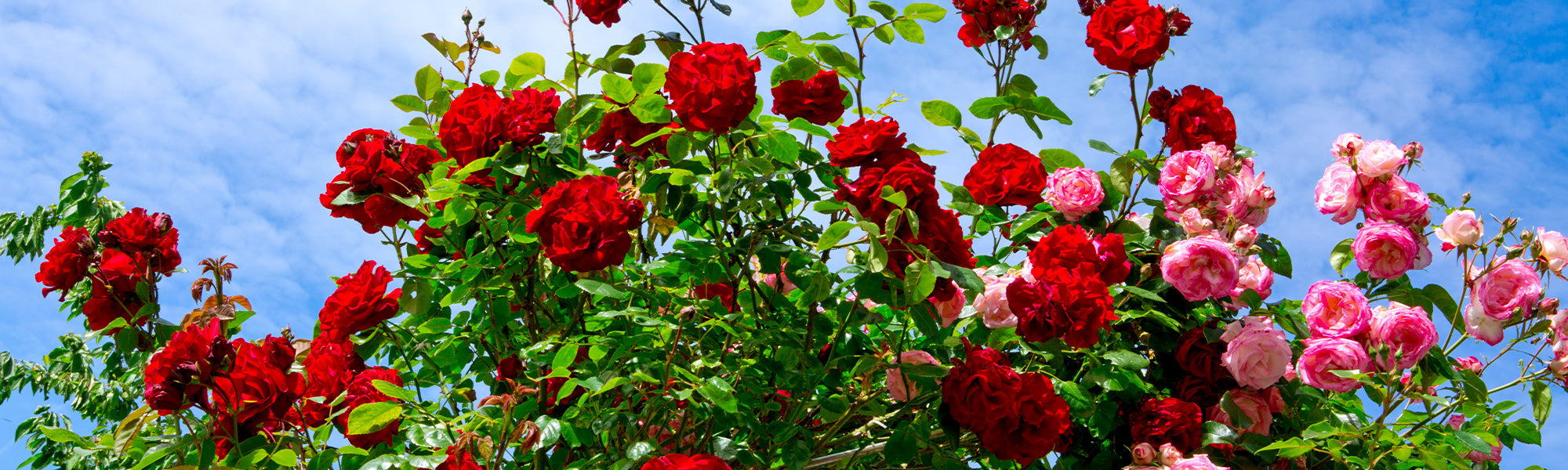 Die Rosensaison: die 2. Rose mit -40%!
