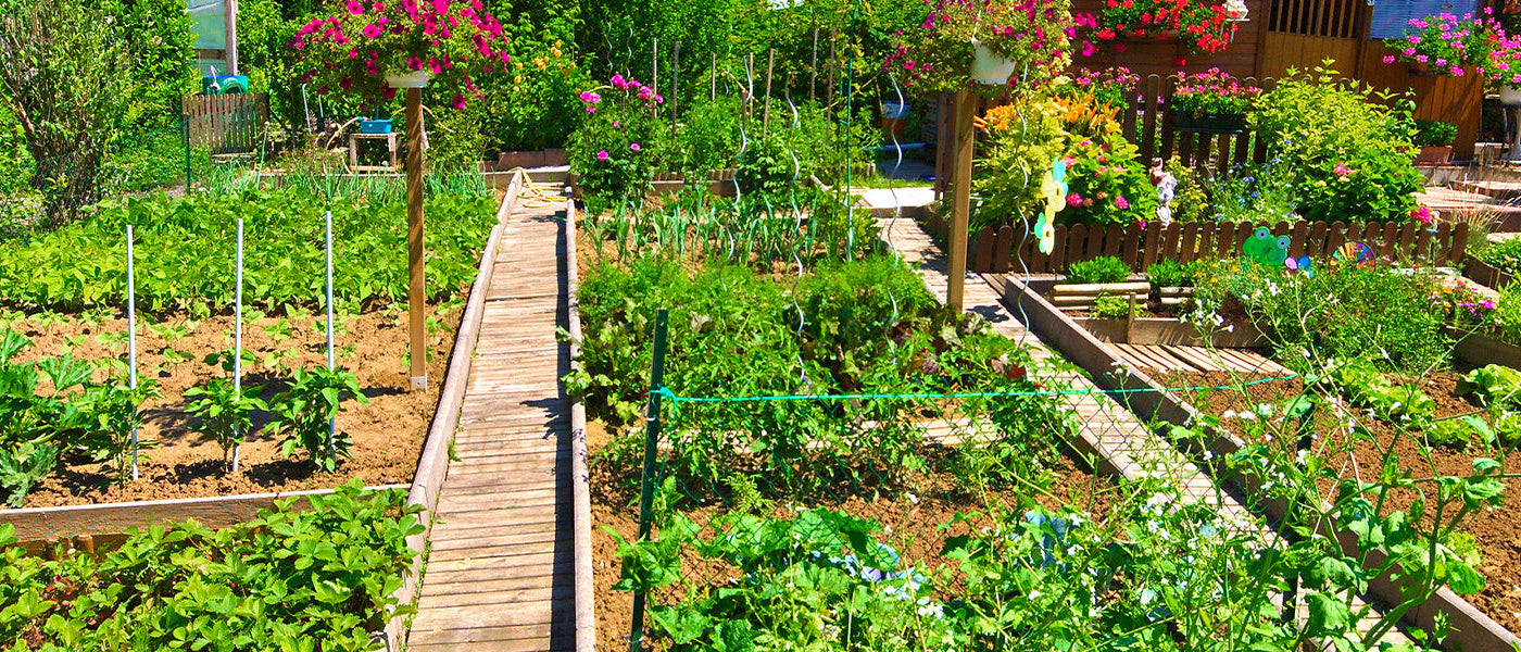 Startschuss für den Gemüsegarten