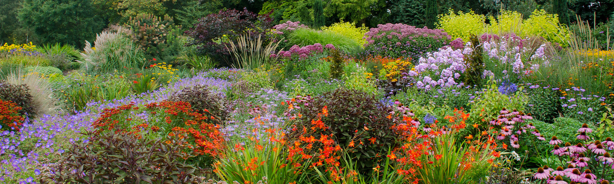 Sonderangebot 3 Stauden für 15€: gestalte dir deinen Garten