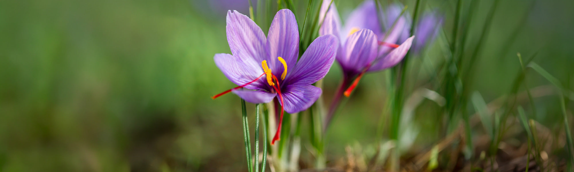 FOCUS Safran-Krokus