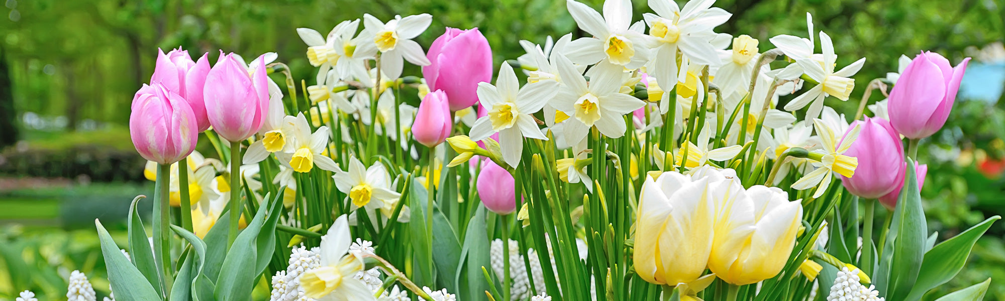 Vorbestellung Frühlingszwiebeln: die 3. zu 30%!