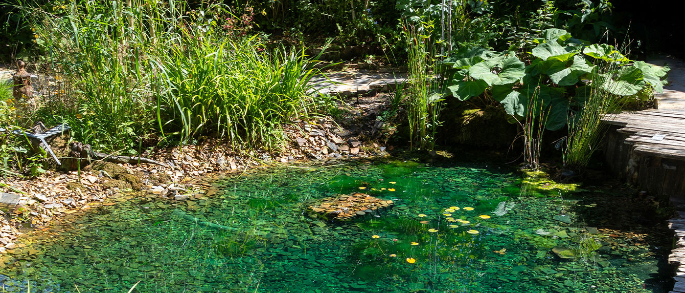 Pflanzen für den Teich: Tipps und Inspirationen