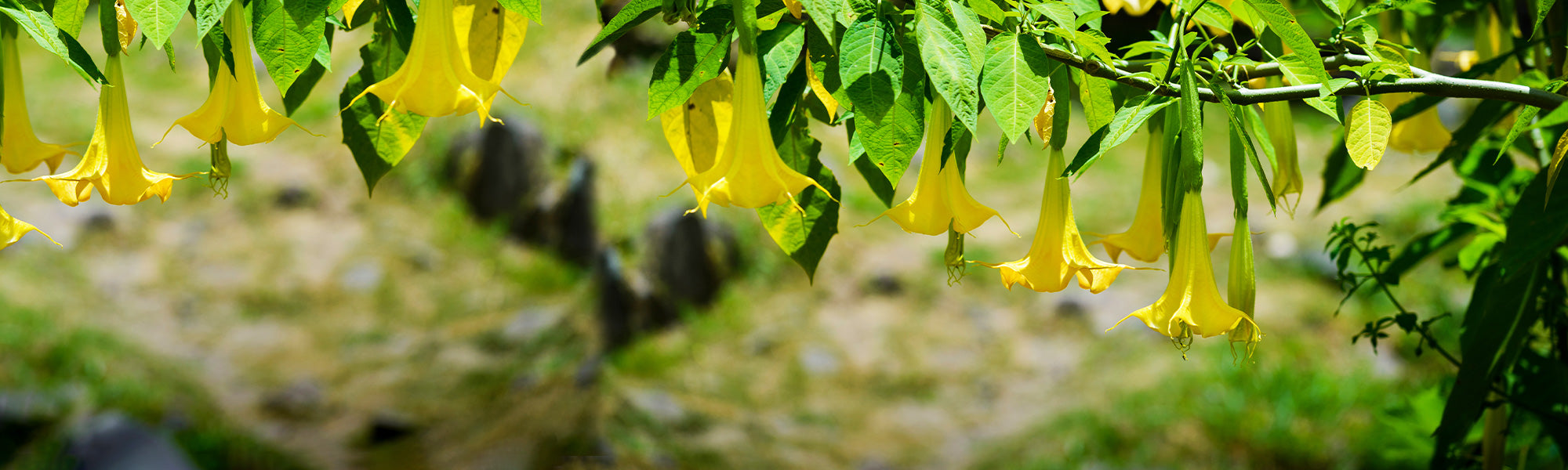 Behaarter Zweizahn - Bidens pilosa