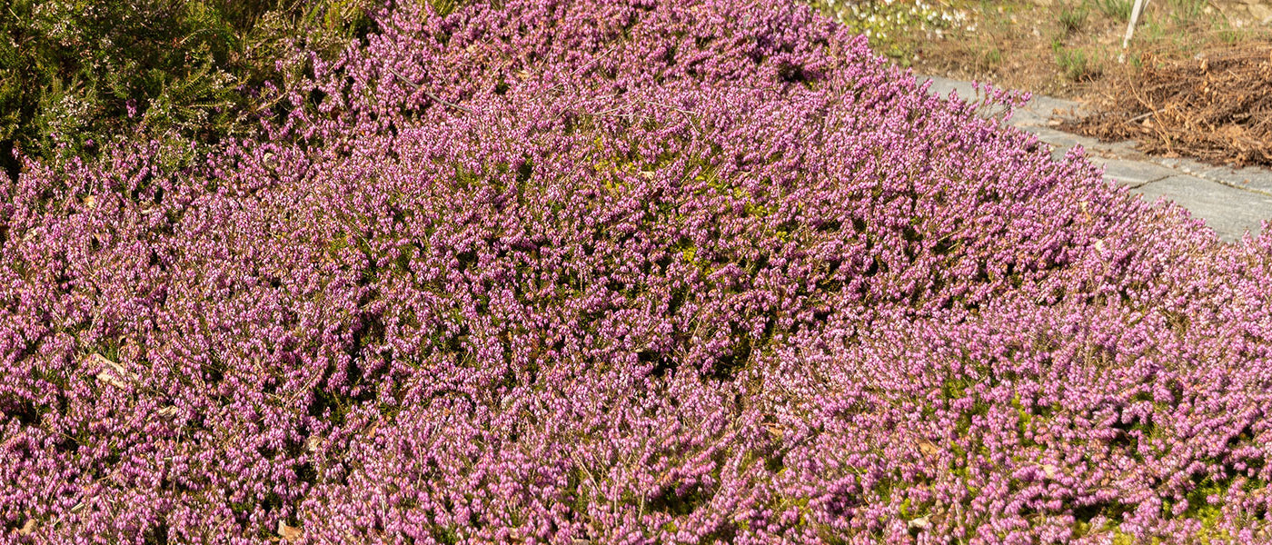 Winterheide