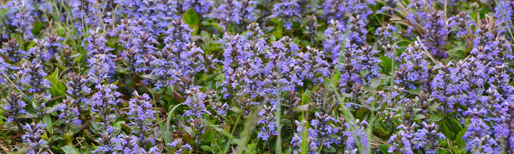 Genfer Günsel - Ajuga genevensis