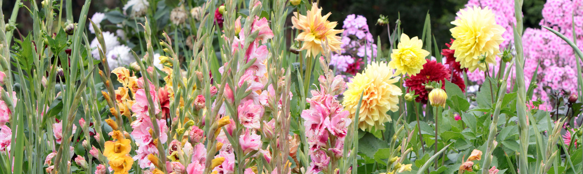 Sommerblühende Zwiebeln