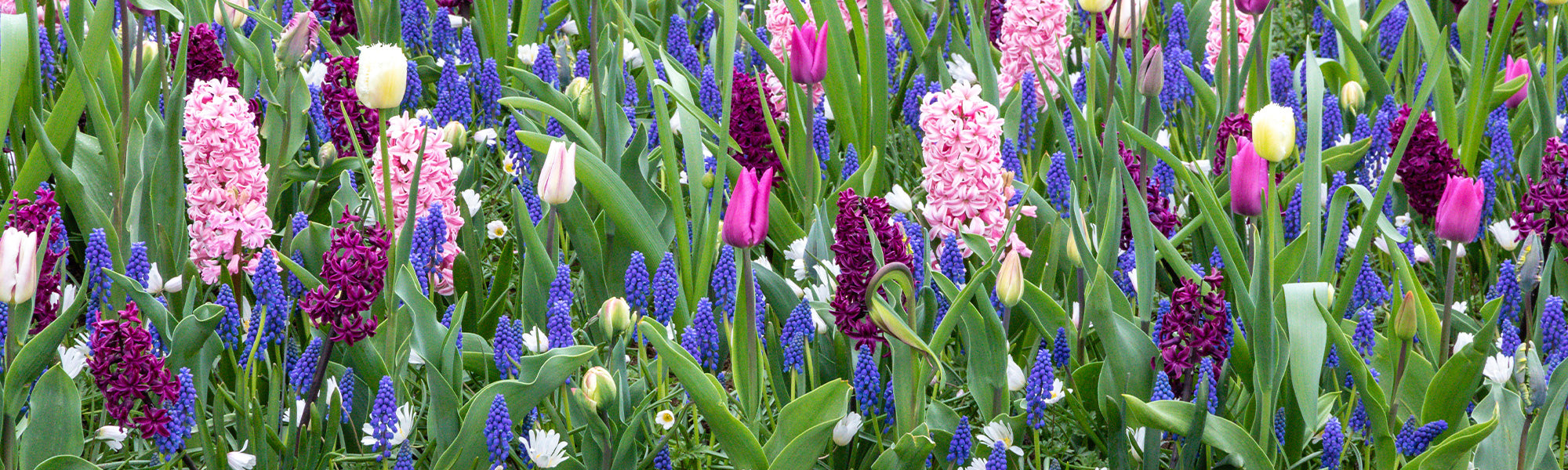 Frühlingsblühende Zwiebeln