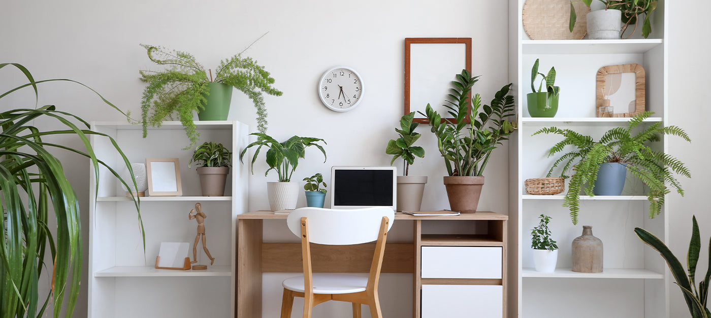 Pflanzen für das Büro