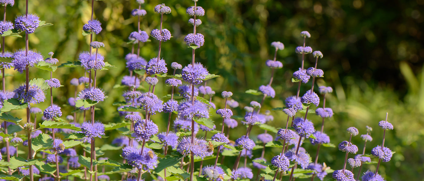 Bartblume
