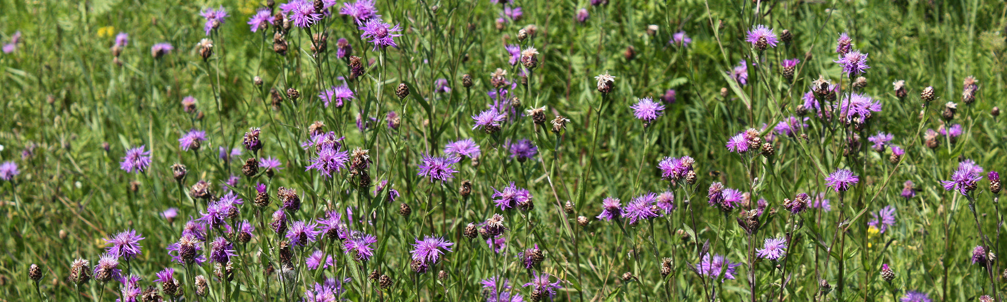Berg-Flockenblume - Centaurea montana