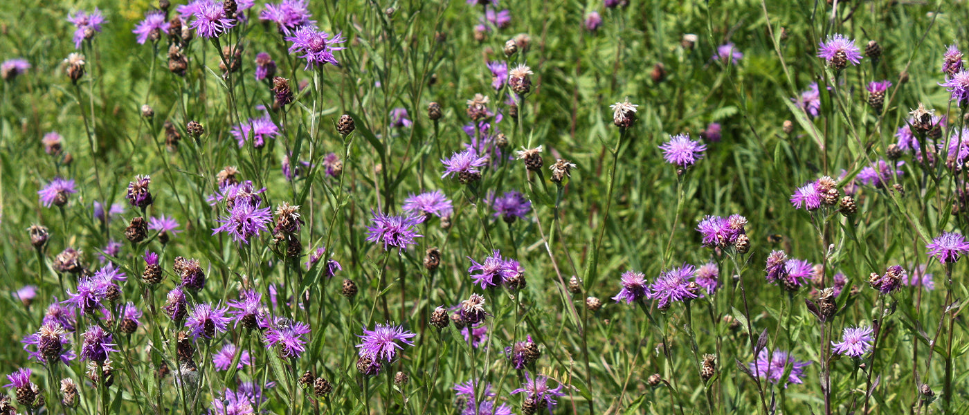 Kornblume - Centaurea cyanus