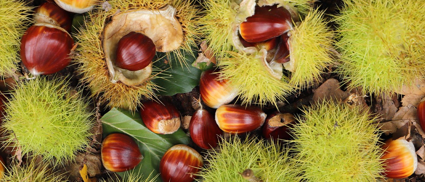 Kastanienbaum