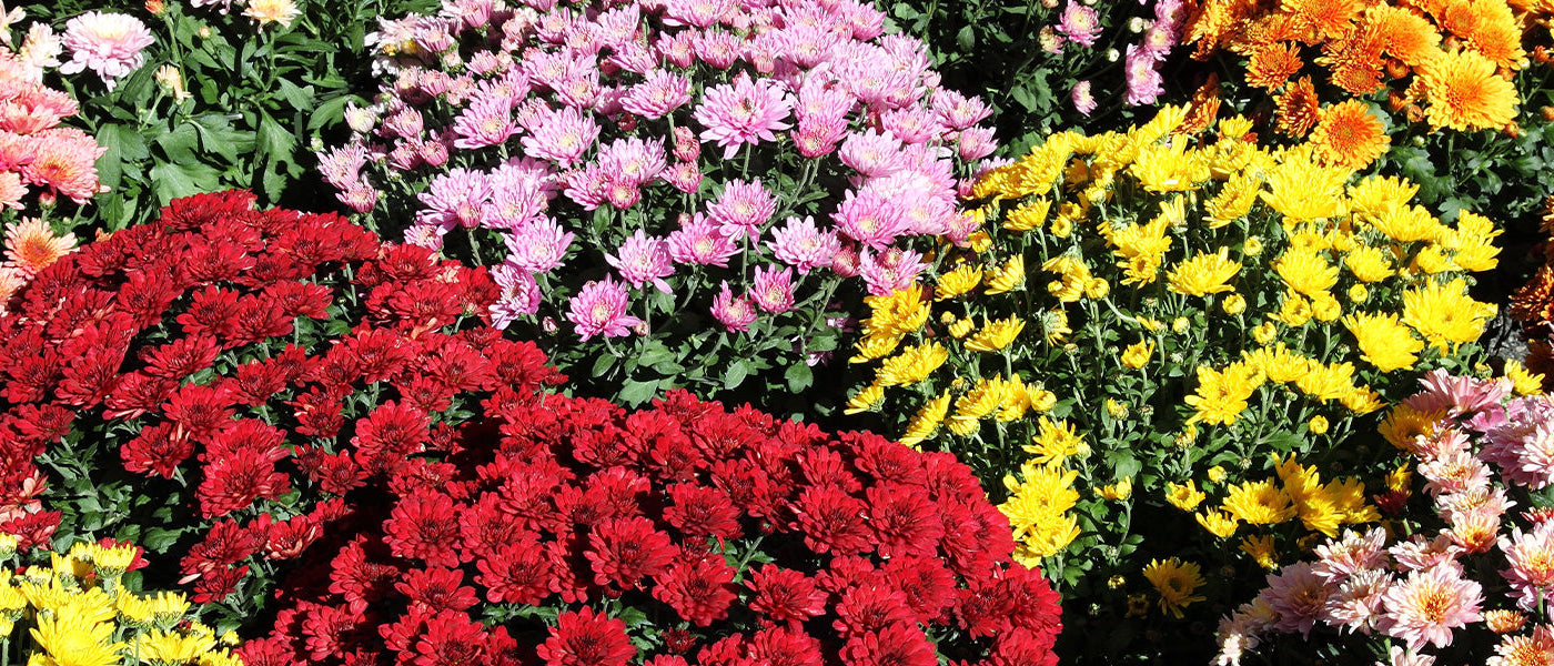 Insektenblume - Chrysanthemum cinerariifolium