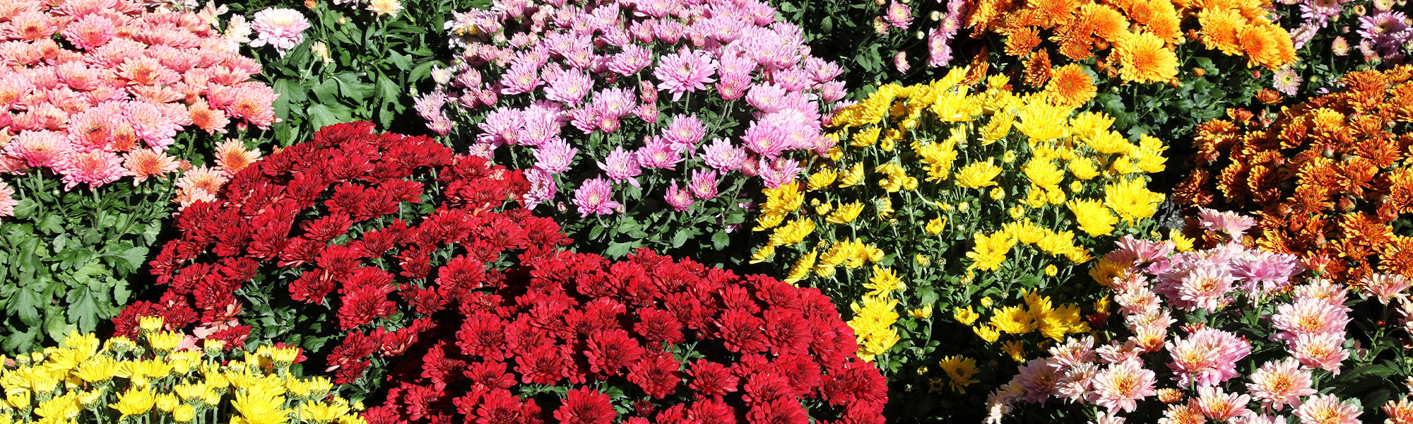 Insektenblume - Chrysanthemum cinerariifolium