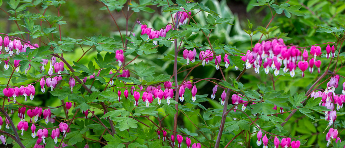 Tränendes Herz - Dicentra