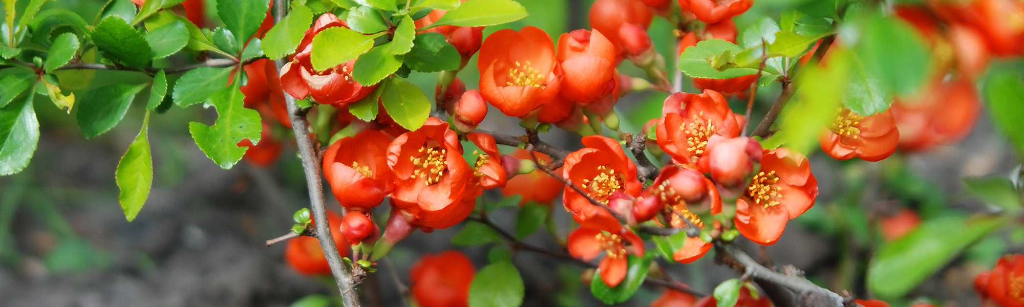 Japanische Zierquitte