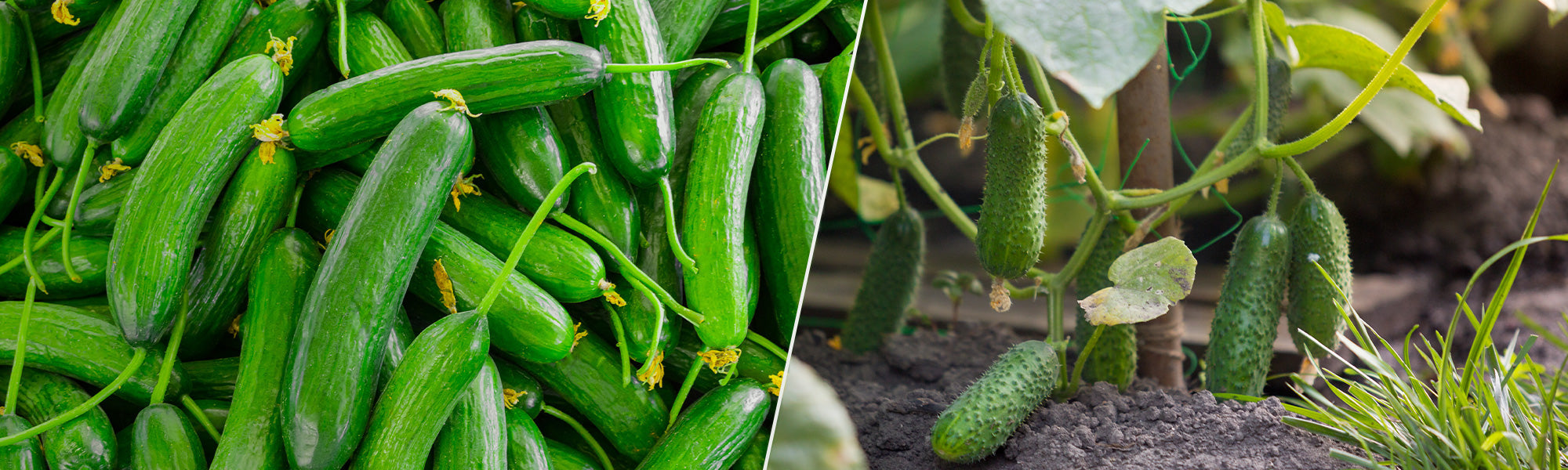 Gurken- und Einlegegurkenpflanzen