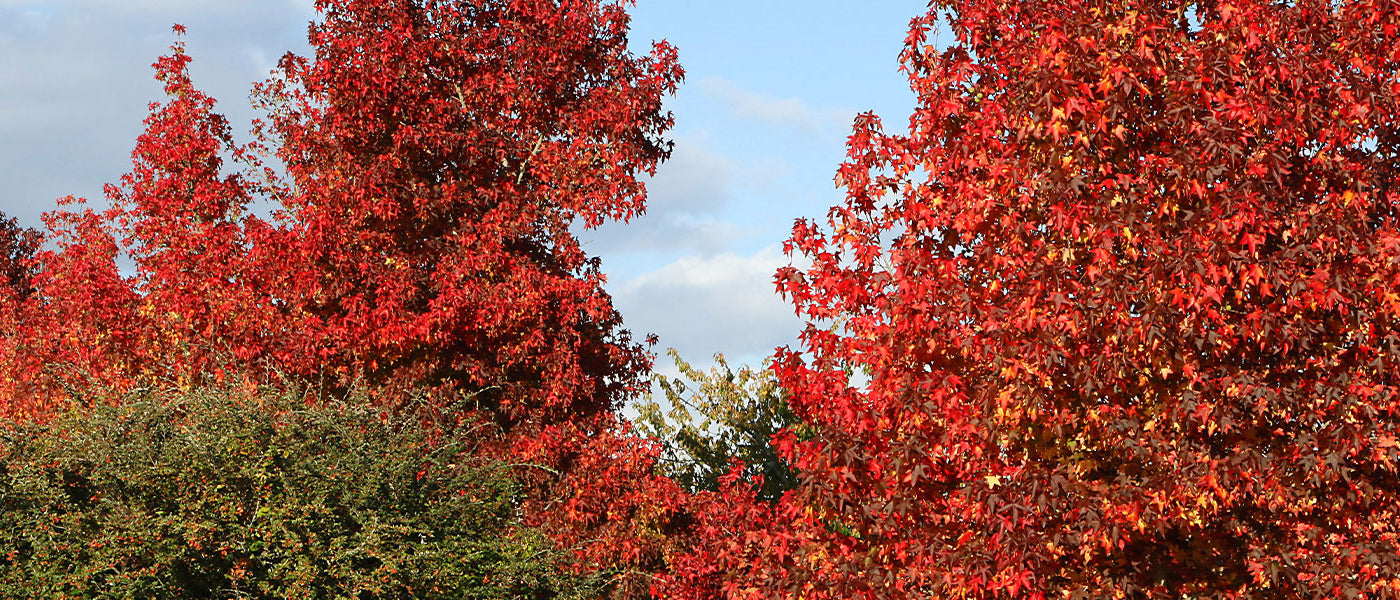 Amberbaum - Liquidambar