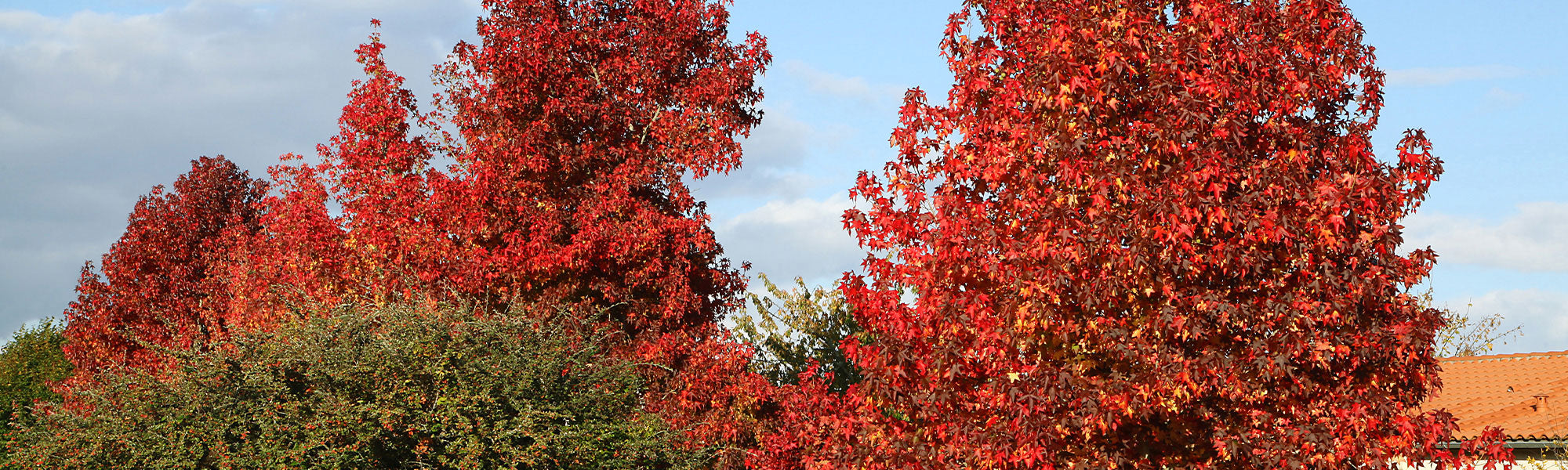 Amberbaum - Liquidambar