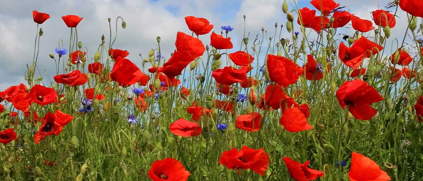 Klatschmohn - Papaver rhoeas