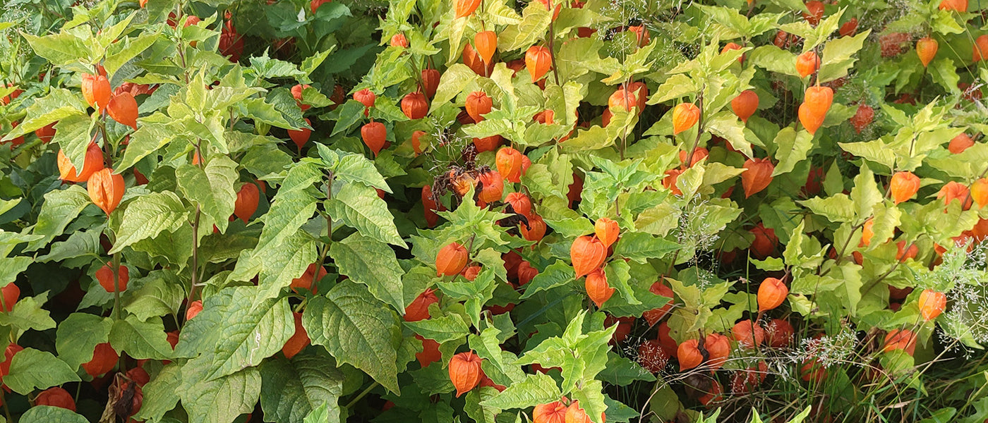 Lampionblume - Physalis