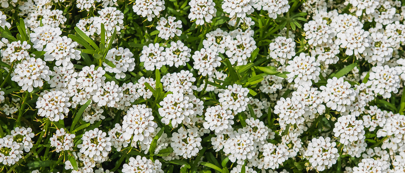 Silberkörbchen