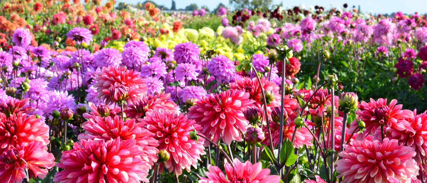Dahlie Großblütig