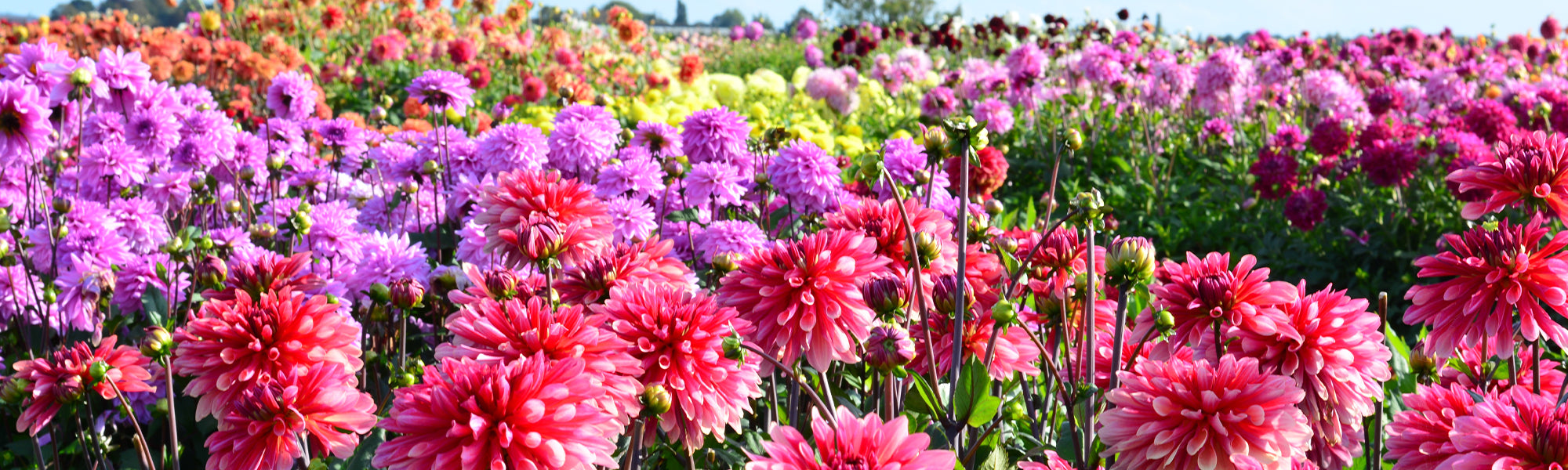 Dahlie Großblütig