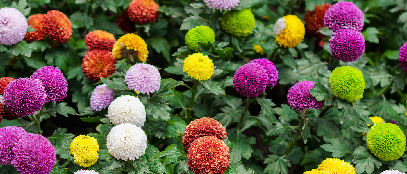 Dahlie Pompon/Ball