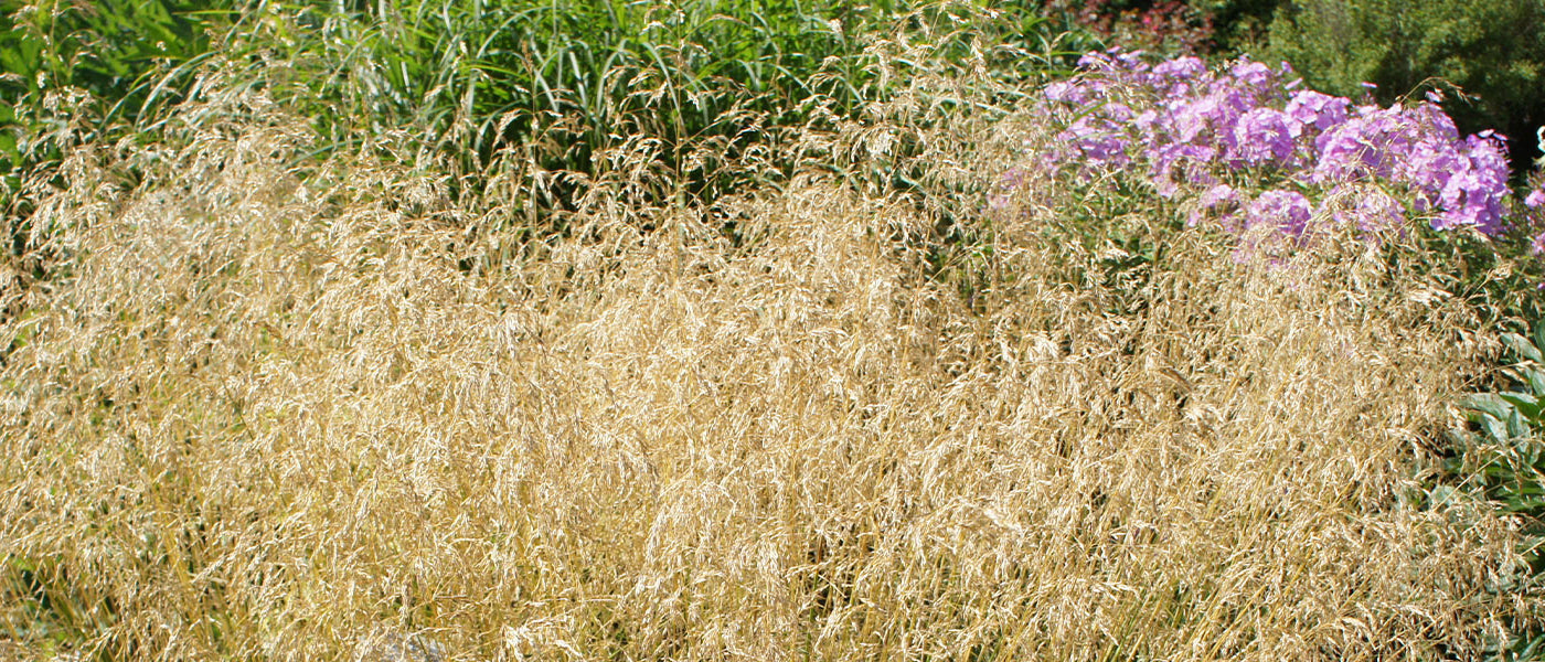 Schmiele - Deschampsia