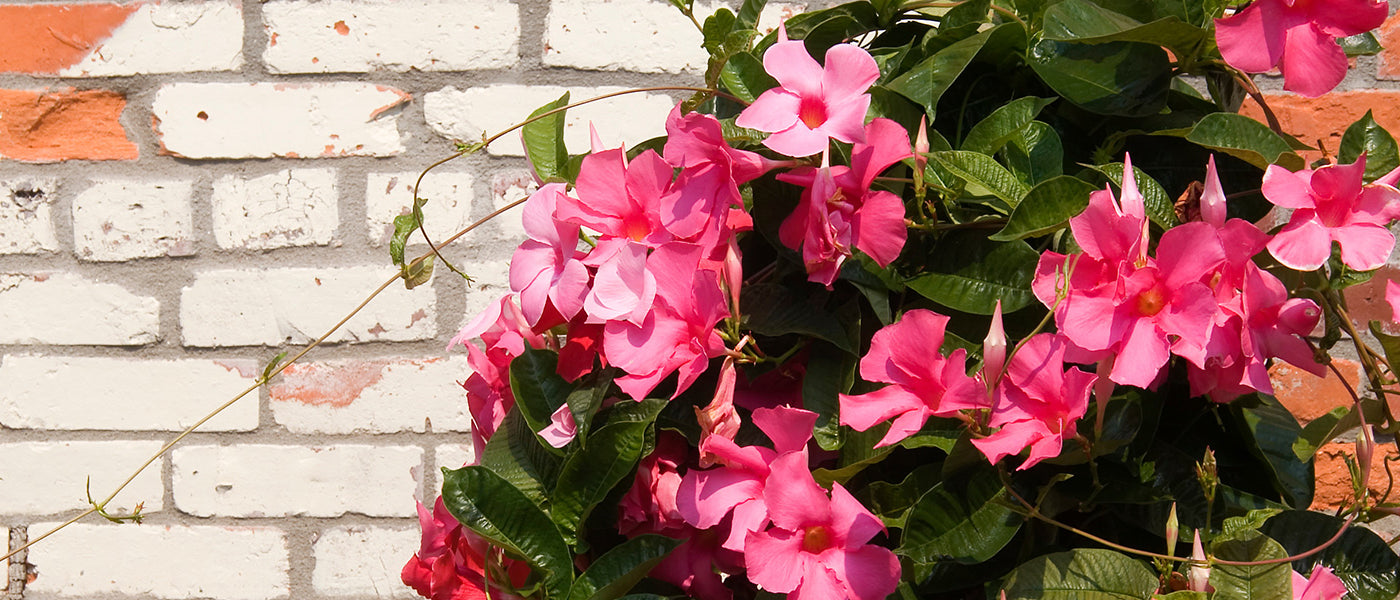 Mandevilla