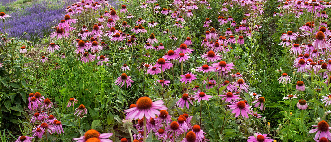 Sonnenhut - Echinacea