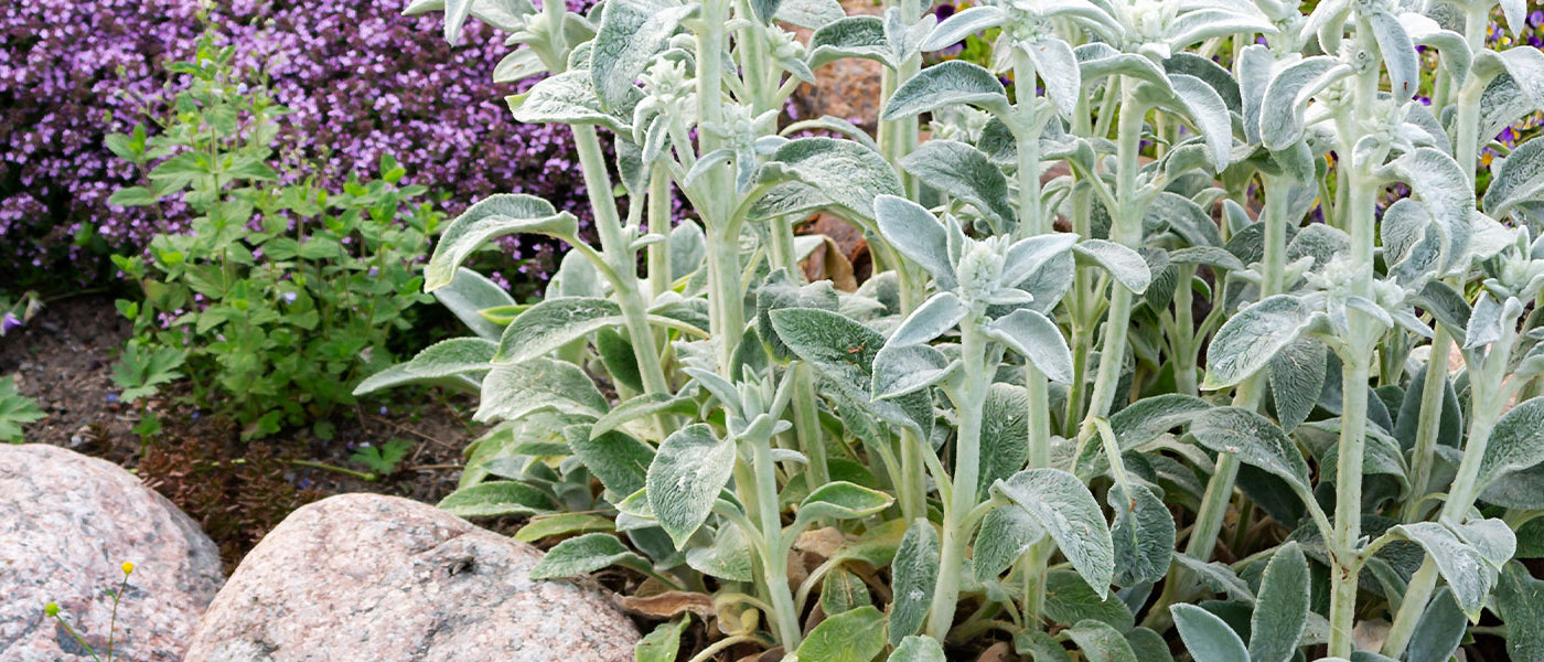 Ziest - Stachys