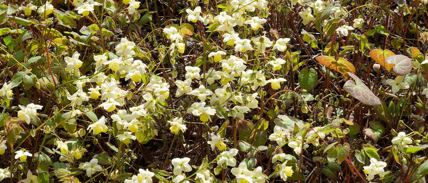 Elfenblumenzauber