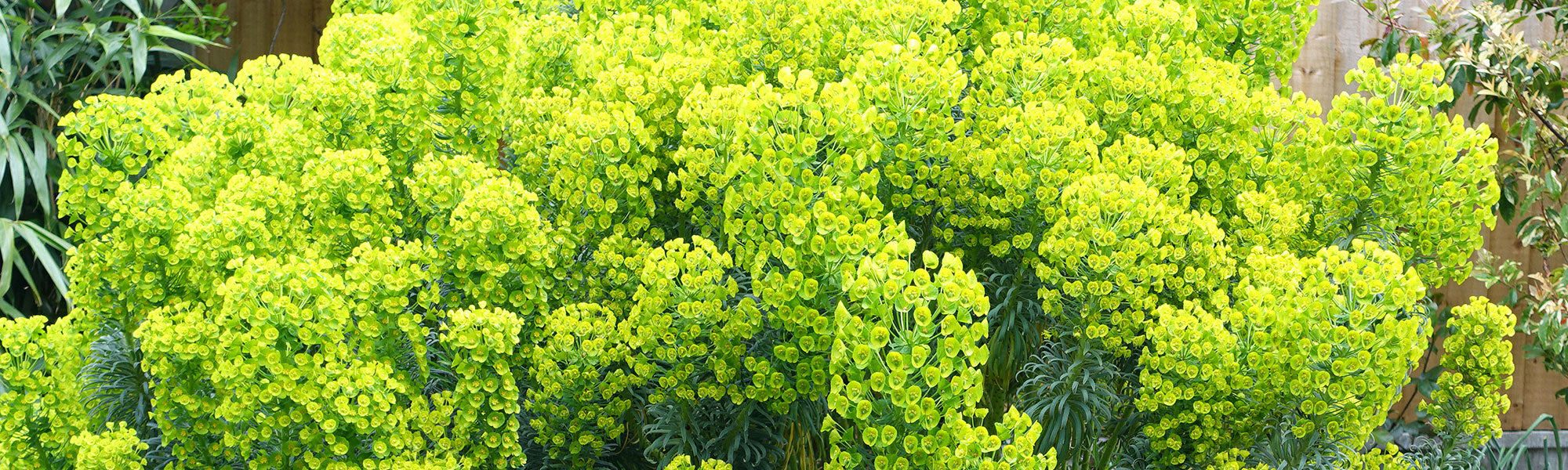Kreuzkraut-Wolfsmilch - Euphorbia lathyris