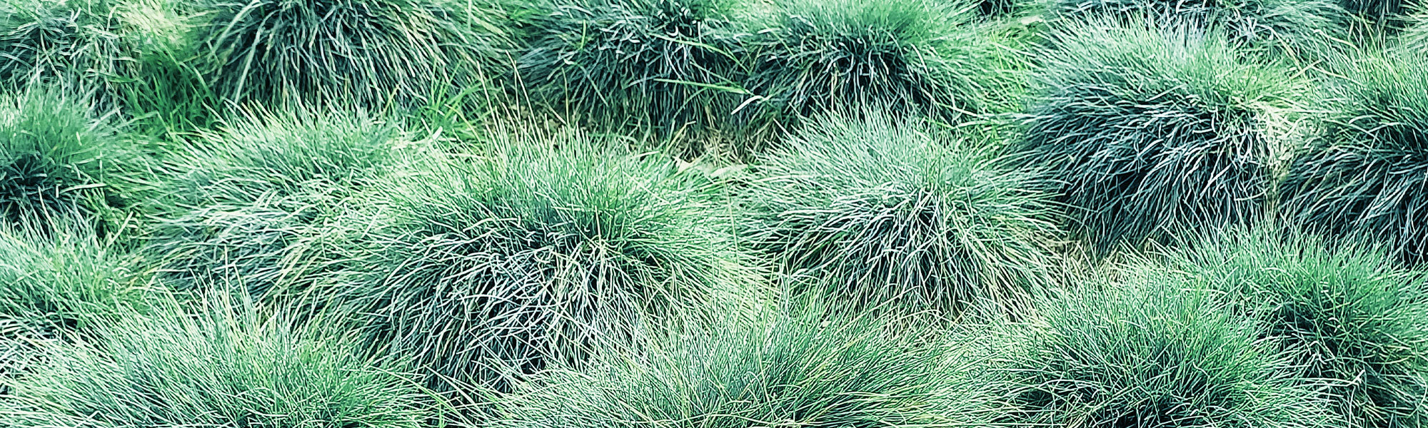 Rot-Schwingel - Festuca rubra