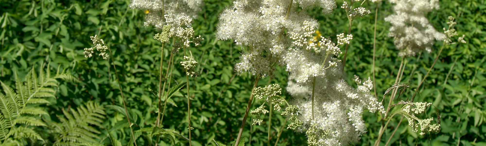 Mädesüß - Filipendula ulmaria