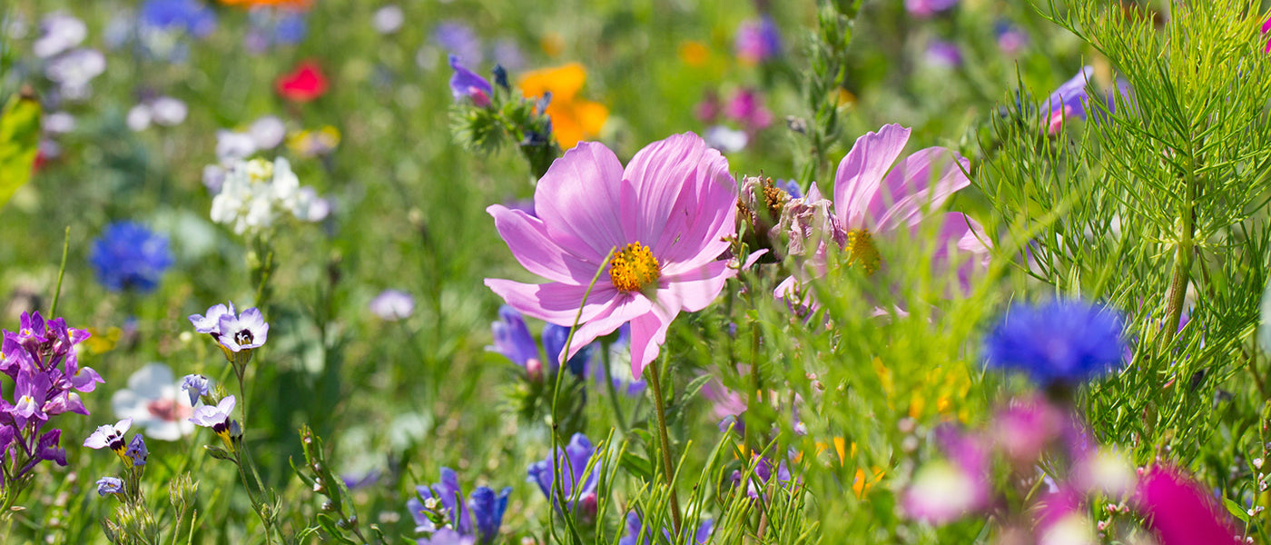 Blumensamen Bienenfreundlich