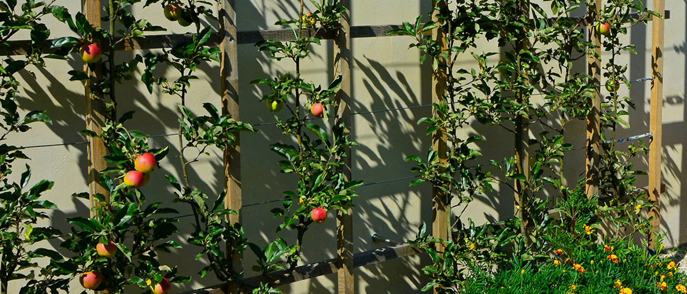 Kleiner fruchtiger Garten